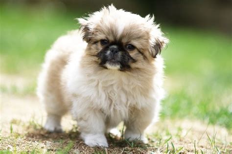 Pekinese Puppy 1 Free Photo Download Freeimages