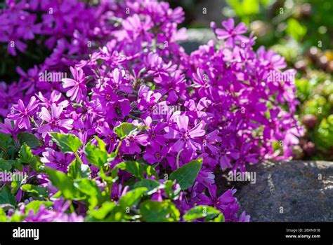 Moss phlox Purple Beauty (Phlox subulata) in alpine rock garden, Ground ...