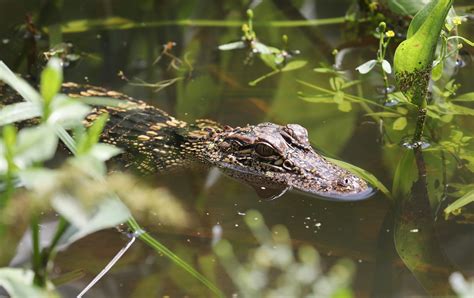 Alligator Animal River - Free photo on Pixabay - Pixabay