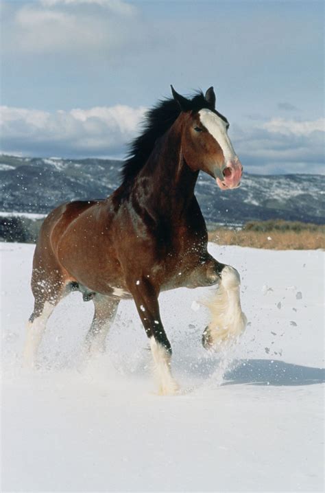 Horses Budweiser Clydesdale Horses Clydesdale Horses Big Horses