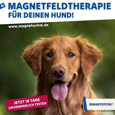 Angebote Magnetfeldtherapie Pferd