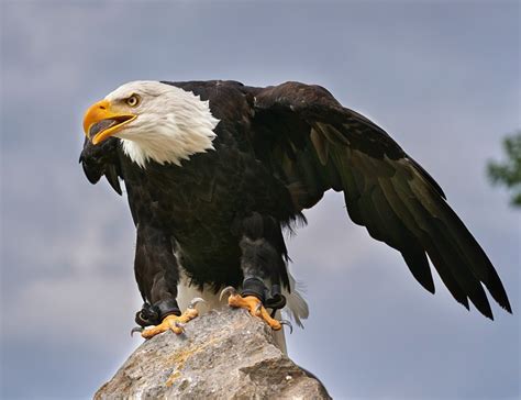 25 Types of Eagle: Facts and Photos