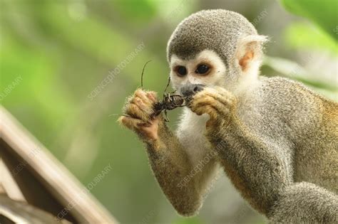 Squirrel monkey feeding - Stock Image - C056/8614 - Science Photo Library