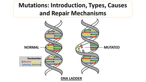 Mutations Introduction Types Causes And Repair Mechanisms Mutation