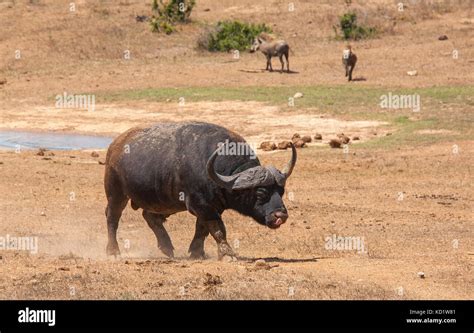 Cape Buffalo Charge Hi Res Stock Photography And Images Alamy