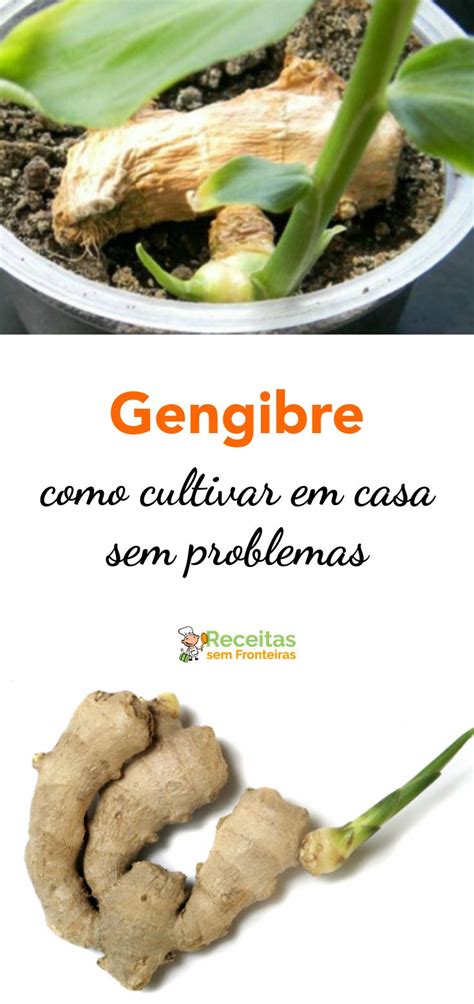 Como Cultivar Gengibre Em Casa Cultivo De Gengibre Receitas Gengibre