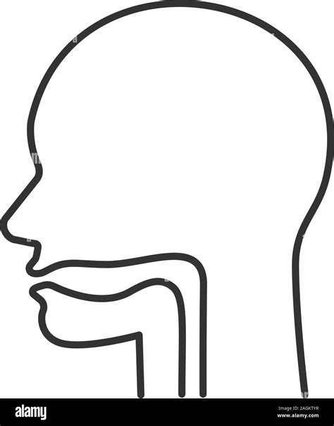 Oral Cavity Pharynx And Esophagus Linear Icon Thin Line Illustration