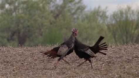 Turkeys Fighting Youtube