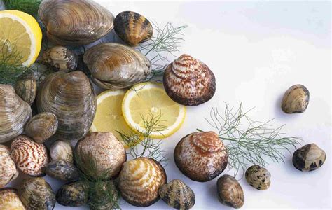 Types, Varieties, and Cooking Suggestions for Clams