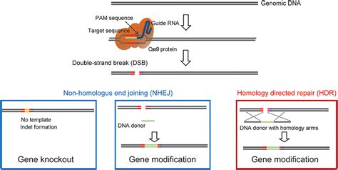 Frontiers Methodologies And Challenges For CRISPR Cas9 Mediated