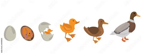 Life cycle of duck vector. Developmental process of duck vector illustration Stock Vector ...