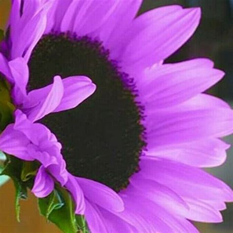 50 Deep Purple Sunflower Seeds Plants Garden Planting | Etsy