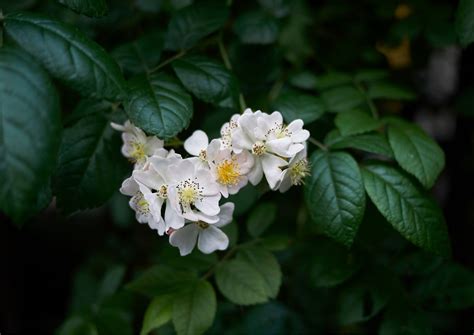 Róża wielokwiatowa Rosa multiflora uprawa pielęgnacja stanowisko