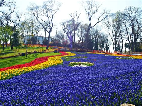 Visit The Istanbul Tulip Festival In 2023 Istanbul Lale Festivali