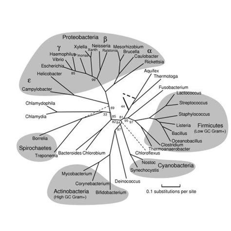 Jual Penentuan Spesies Dan Pembuatan Pohon Filogenetik Phylogenetic Tree Kota Bandung