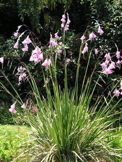 Dierama pulcherrimum : Grows on You