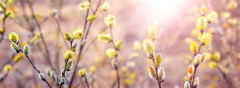 Pussy Willow Essential Guide To Growing And Caring For This Spring Favorite Bumbee S