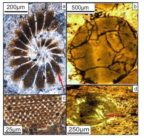 (A) Photomicrograph under plane polarized light showing glauconite in ...