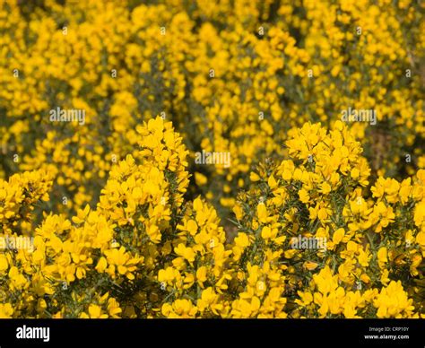 Common gorse (Ulex europaeus) bush with yellow flowers, in Scotland ...