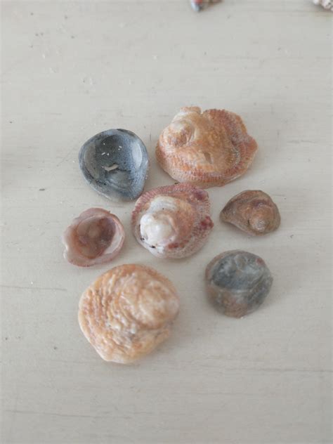 What Are These Shells Found In North Carolina Ive Been Trying To