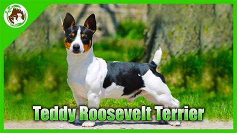 Teddy Roosevelt Terrier