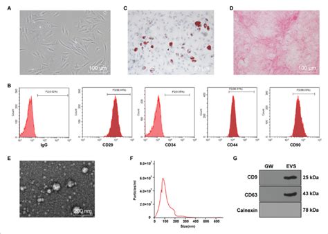 Identification Of Human Bone Marrow Mesenchymal Stromal Cells Download Scientific Diagram