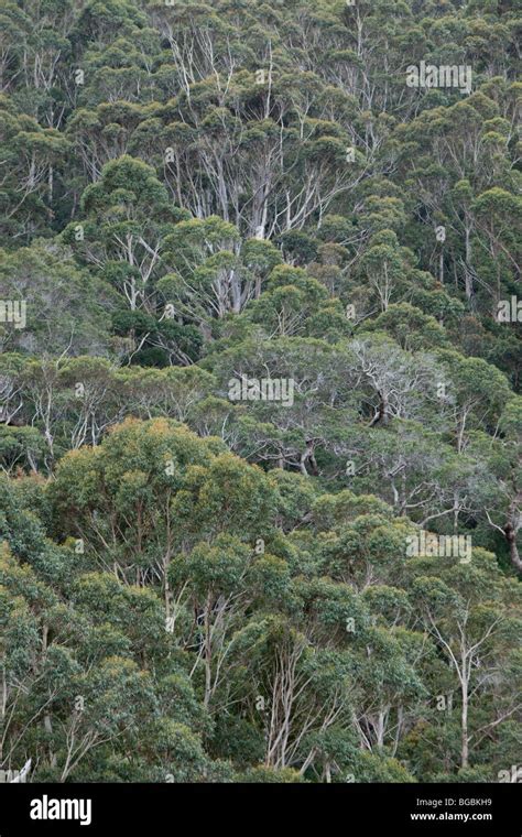 Karri Eukalyptus Fotos Und Bildmaterial In Hoher Aufl Sung Alamy