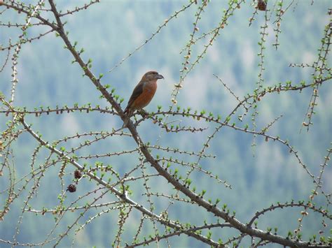 Wallpaper Burung Cabang Pohon Duduk X Hd