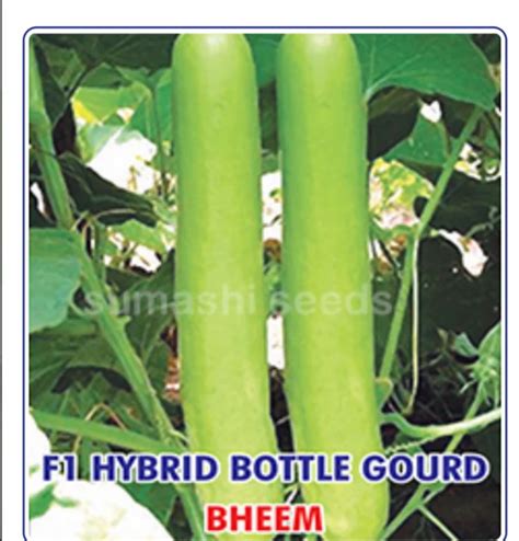 F1 Hybrid Bottle Gourd Seeds At Best Price In Erode By Sumashi Seeds Id 2853348620633