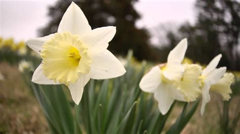 Daffodil Varieties And Colors Youtube