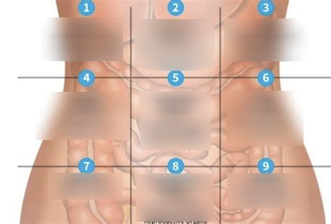 Abdomen Quadrants Diagram Xxx Porn Videos Abdomen Quadrants Diagram