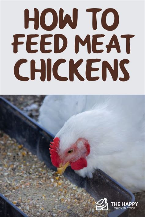 10 Tips On Raising Chickens For Meat Artofit