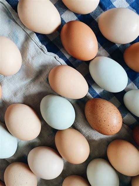 Kury zielononóżki z wolnego wybiegu produkcja jaj