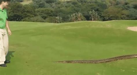 Enormous Python Slithers Onto Golf Course In Zimbali South Africa