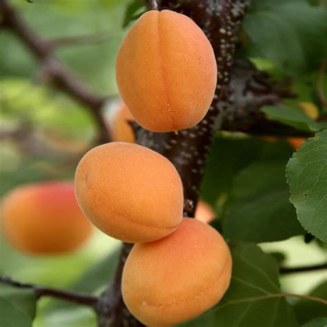 Moorpark Apricot Trees For Sale