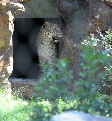 Rare Amur Leopard Now At Home At Bridgeport Zoo