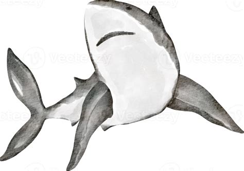 Free Watercolor Shark Sea Animal 16548331 Png With Transparent Background