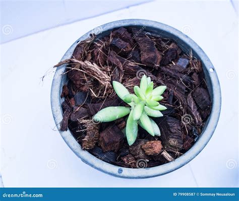 Tuberose Flower Stock Image Image Of Cactus Bueatiful 79908587