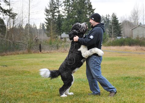 Army Vet Starts ‘Dream’ Dog Training Business | Nisqually Valley News