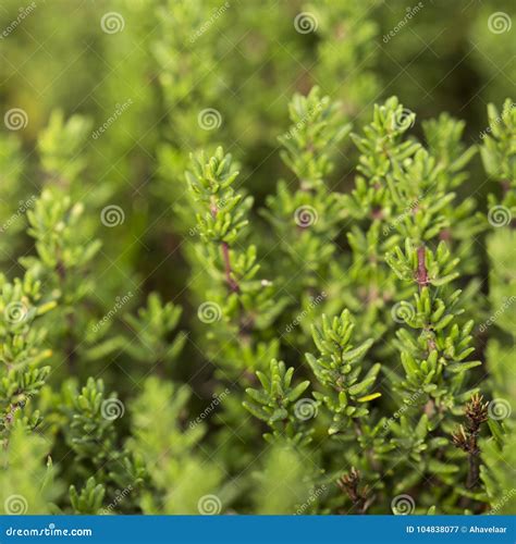 Closeup of Thyme Plant in Vegetable Garden Stock Image - Image of