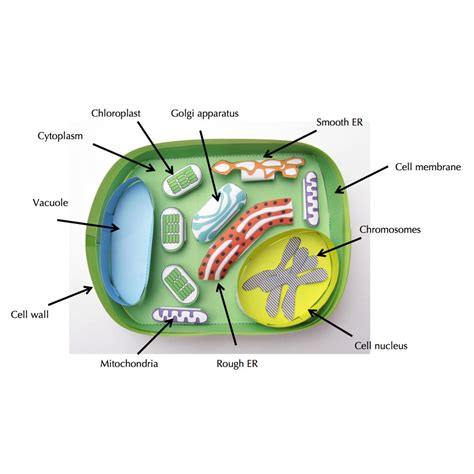 Simple Plant Cell – Origami Organelles