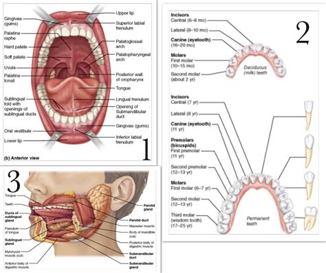 Chapter The Digestive System Diagram Quizlet