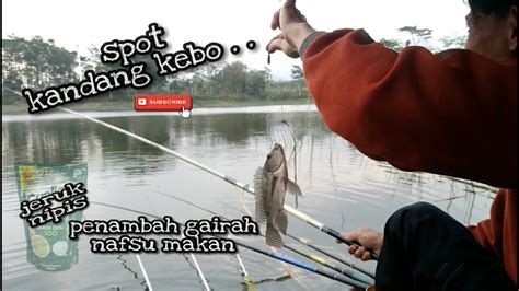 Mancing Pake Esen Cuci Piring Spot Kandang Kebo Bendungan Selorejo