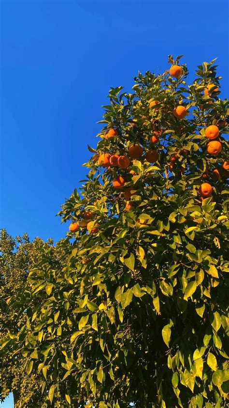 Screensaver Wallpaper Orange Tree Arizona