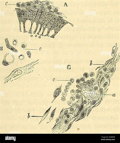 Manuel D Histologie Experimentale Tif Entre Lesfaisceaux Duquel Il