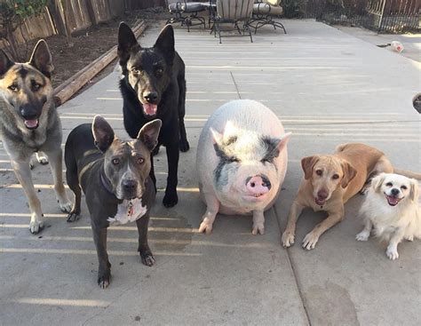 Meet Chowder - The Smiling Rescue Pig Who Thinks He's A Dog