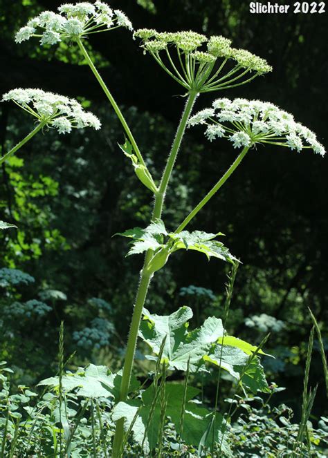 Heracleum Lanatum