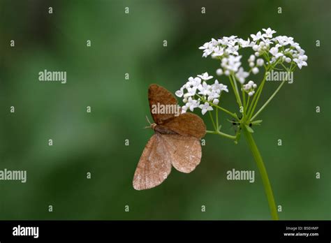 Angerona Prunaria Butterfly Orange Moth Stock Photo Alamy