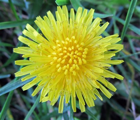 Eating Weeds Dandelion Flowers Awkward Botany