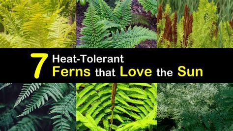 7 Heat Tolerant Ferns That Love The Sun Best Ground Cover Plants